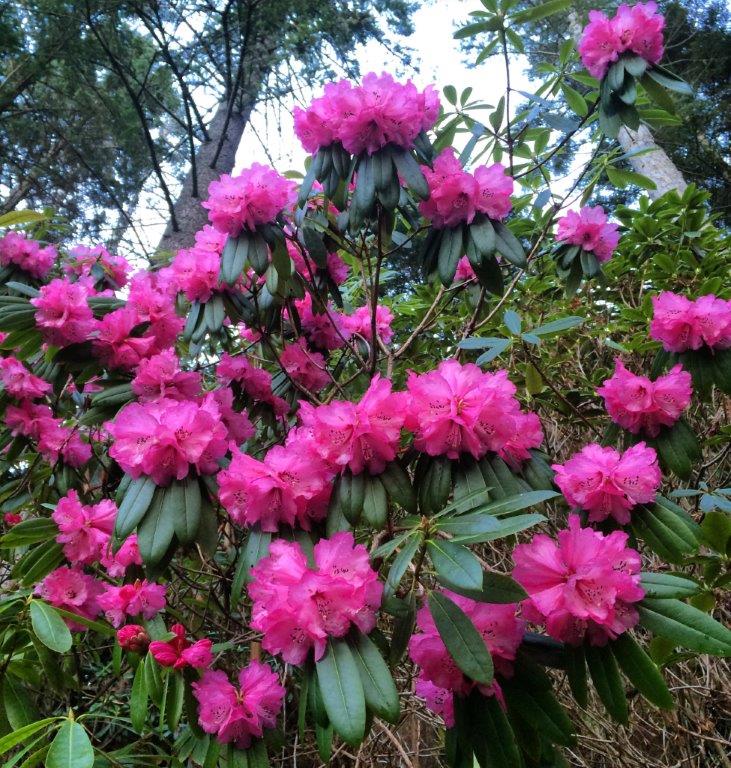 Rododendron - foto: Surnadal museum
