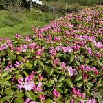 Rhododendronalle-i-arboretet_0739