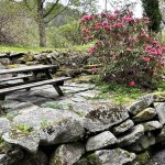 Blomstring_2764