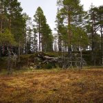 8-En-kjempe-har-falt.-Foto-Mary-Eline-Roen