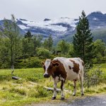 11-Godt-arbeidsmiljo-for-mjolkeprodusent-pa-Renndolssetra