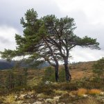 10-Tvillingar-som-boyer-seg-for-nordvesten