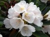hagedag_rododendron_5474