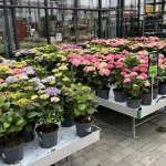 Hortensia_2707
