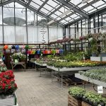 Sommerblomster_2804