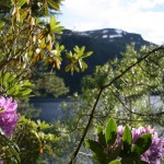 Foto: Svinviks Arboret