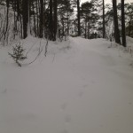 Revespor i snøen