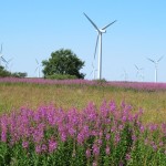 Sommer i vindmølleparken