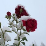 Roser i vinterhagen