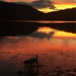 Hund i solnedgang