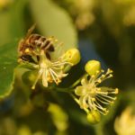 Honningbie på lindeblomster