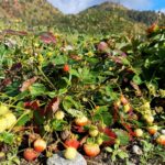 Utom Lauvåsen vekst det jordbær… i midten av oktober