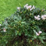 Ny vår for rhododendroen…