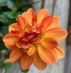 Haustblomst