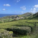Teplantasje på Asorene