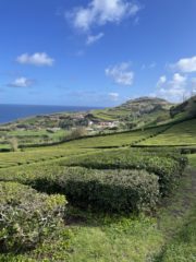 Teplantasje på Asorene