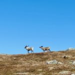 Trivelig selskap på Kufjellet i Folldalen