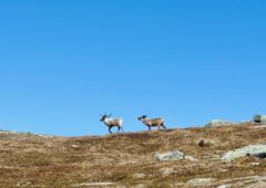 Trivelig selskap på Kufjellet i Folldalen