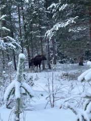 Elg på Tjønnmyra