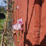 Ferskenblomstring