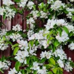 Epleblomst