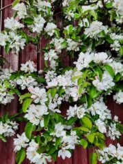 Epleblomst