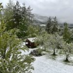 Mai du skjønne, milde ….