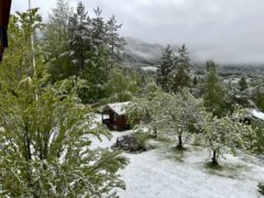 Mai du skjønne, milde ….