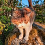 Katt