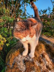 Katt