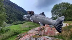 Lyra rir på storlaksen
