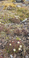 Fjellpryd
