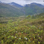 Molteblomster med utsikt