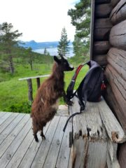 Noe godt i sekken?