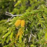Granblomstring