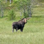 Elgen på Vassosen