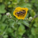 Ein blomsterbukk i ein blomster