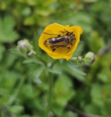 Ein blomsterbukk i ein blomster