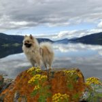 Fin luftetur med Kira ved Surnadalsfjorden