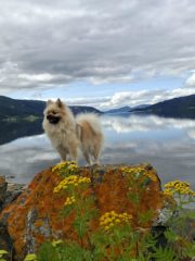 Fin luftetur med Kira ved Surnadalsfjorden