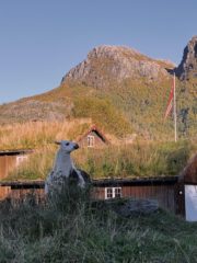 Frå Kårvatn